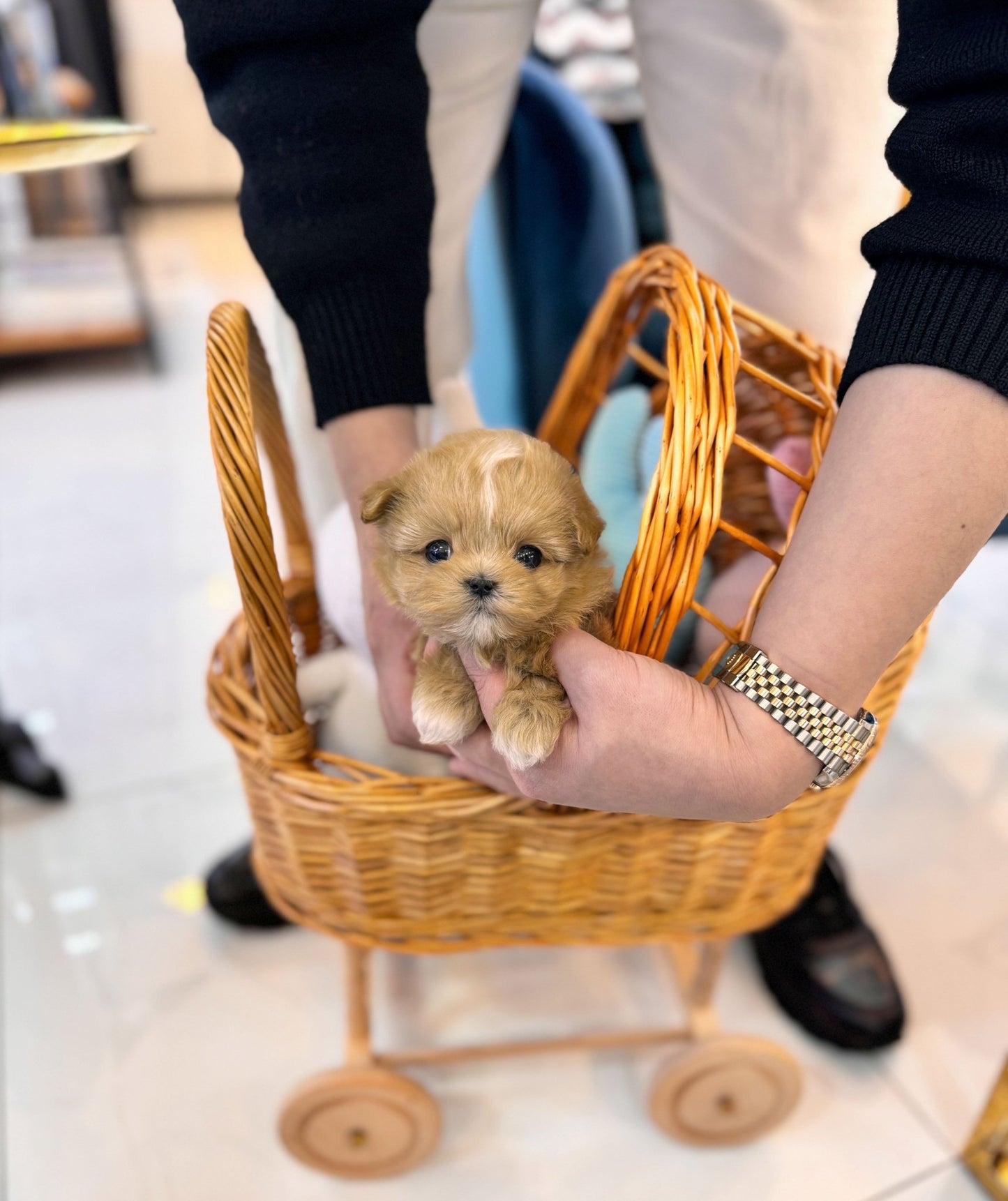 Maltipoo - Maria(Female) - Beautiful puppy teacup puppy with adorable features available for adoption from Velydog