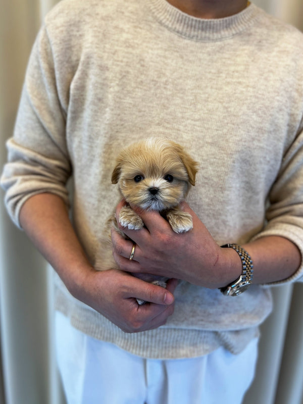 Maltipoo - Mario(Male) - Beautiful puppy teacup puppy with adorable features available for adoption from Velydog