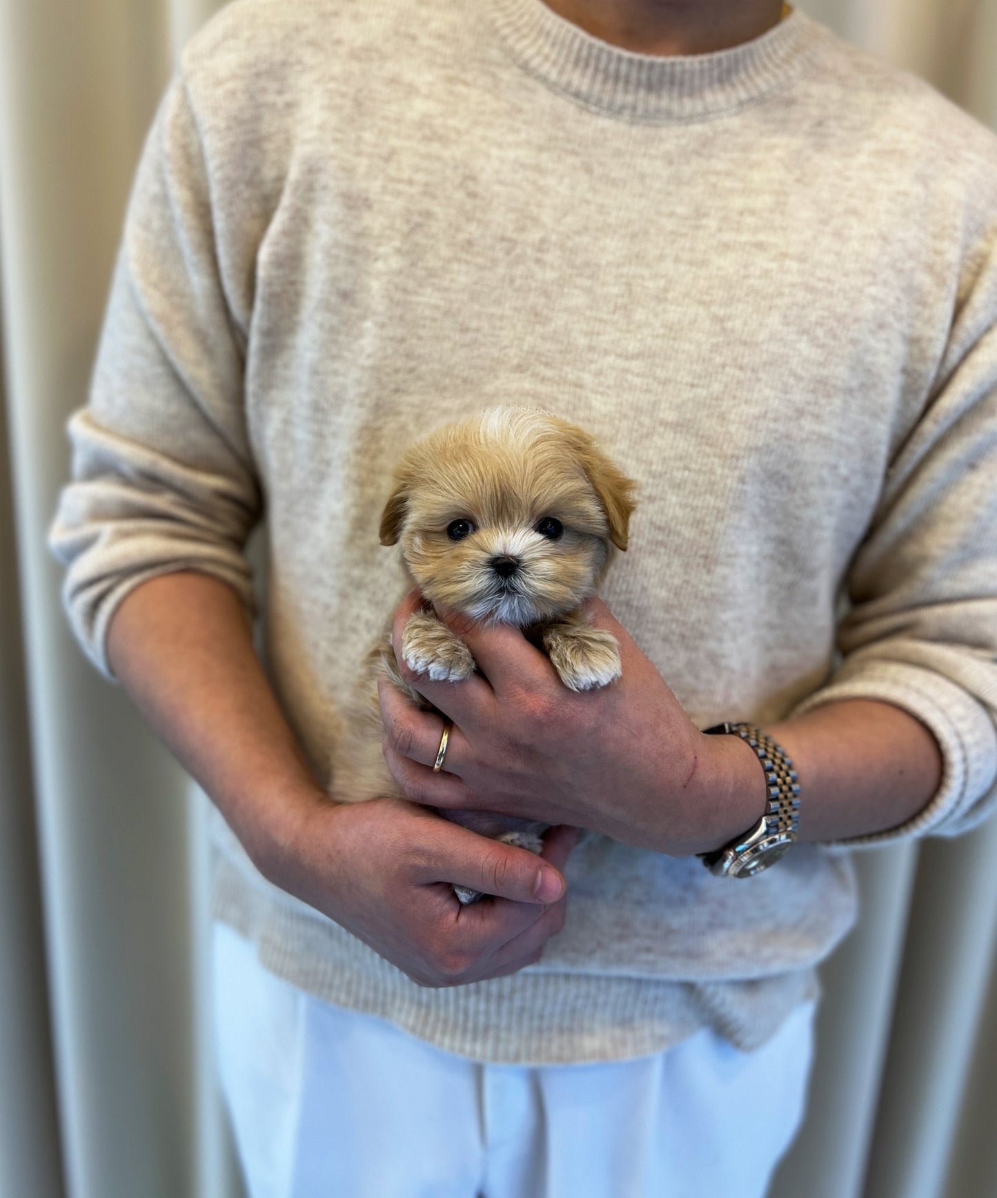 Maltipoo - Mario(Male) - Beautiful puppy teacup puppy with adorable features available for adoption from Velydog