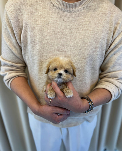 Maltipoo - Mario(Male) - Beautiful puppy teacup puppy with adorable features available for adoption from Velydog