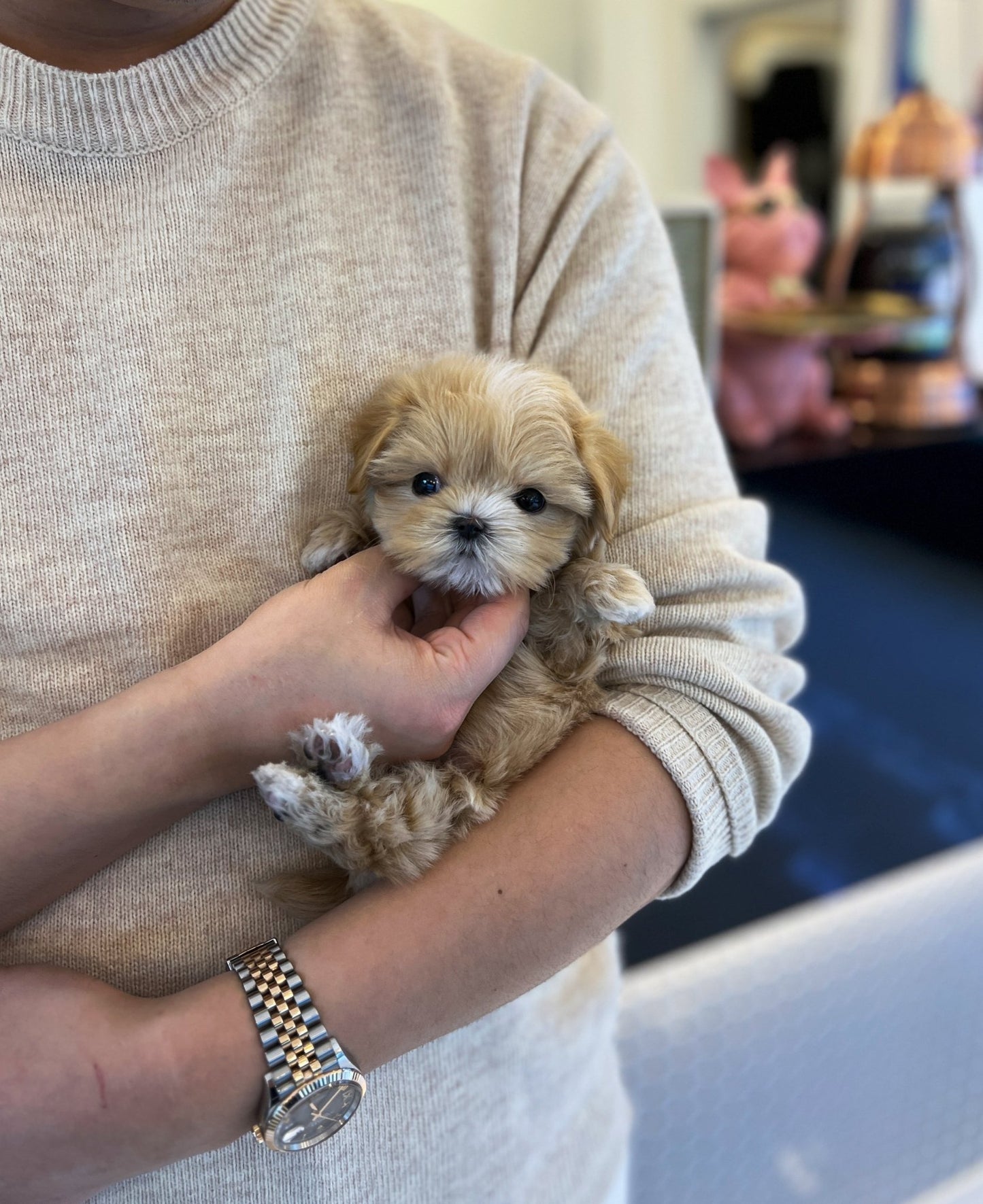 Maltipoo - Mario(Male) - Beautiful puppy teacup puppy with adorable features available for adoption from Velydog