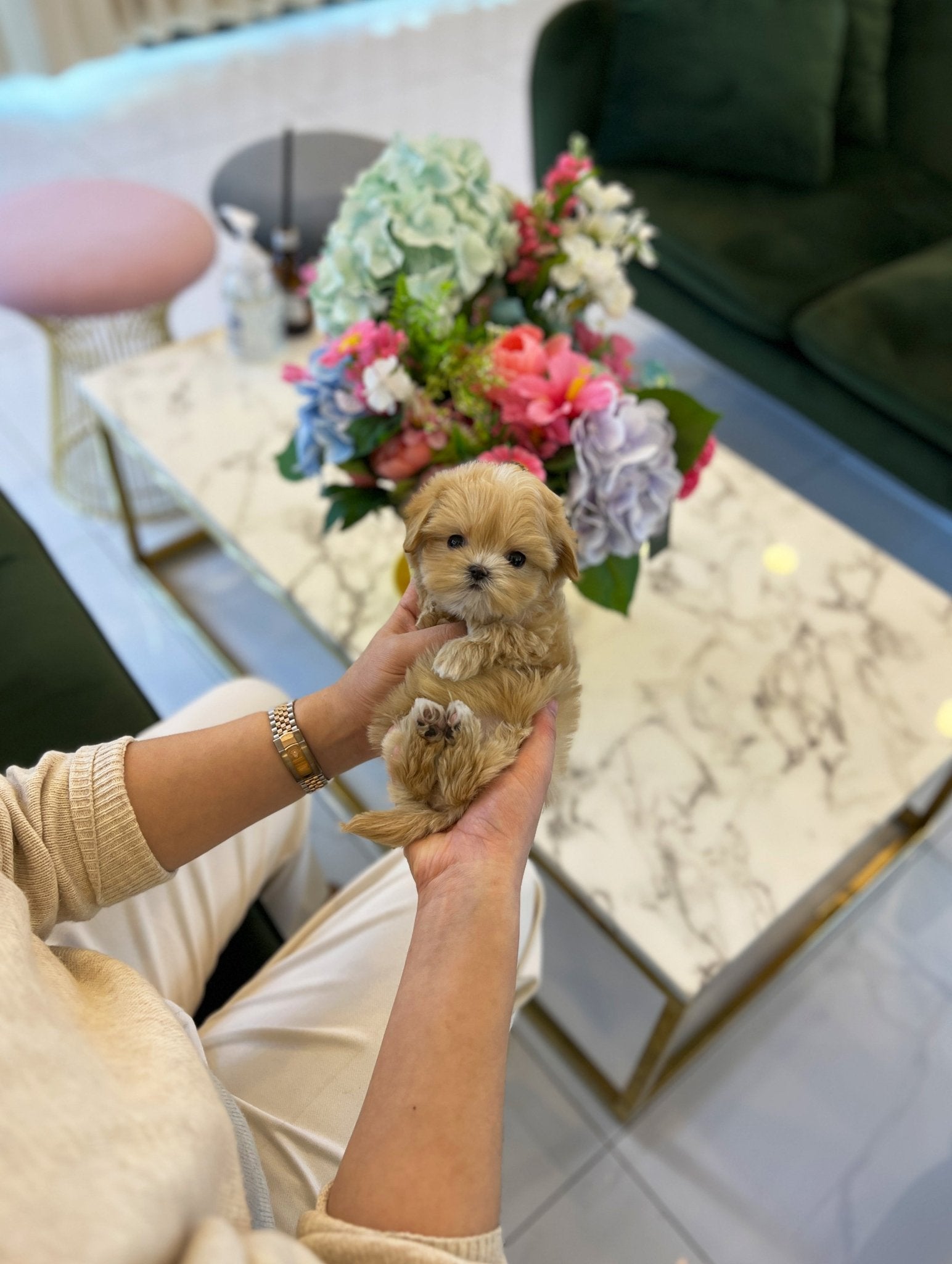 Maltipoo - Mario(Male) - Beautiful puppy teacup puppy with adorable features available for adoption from Velydog