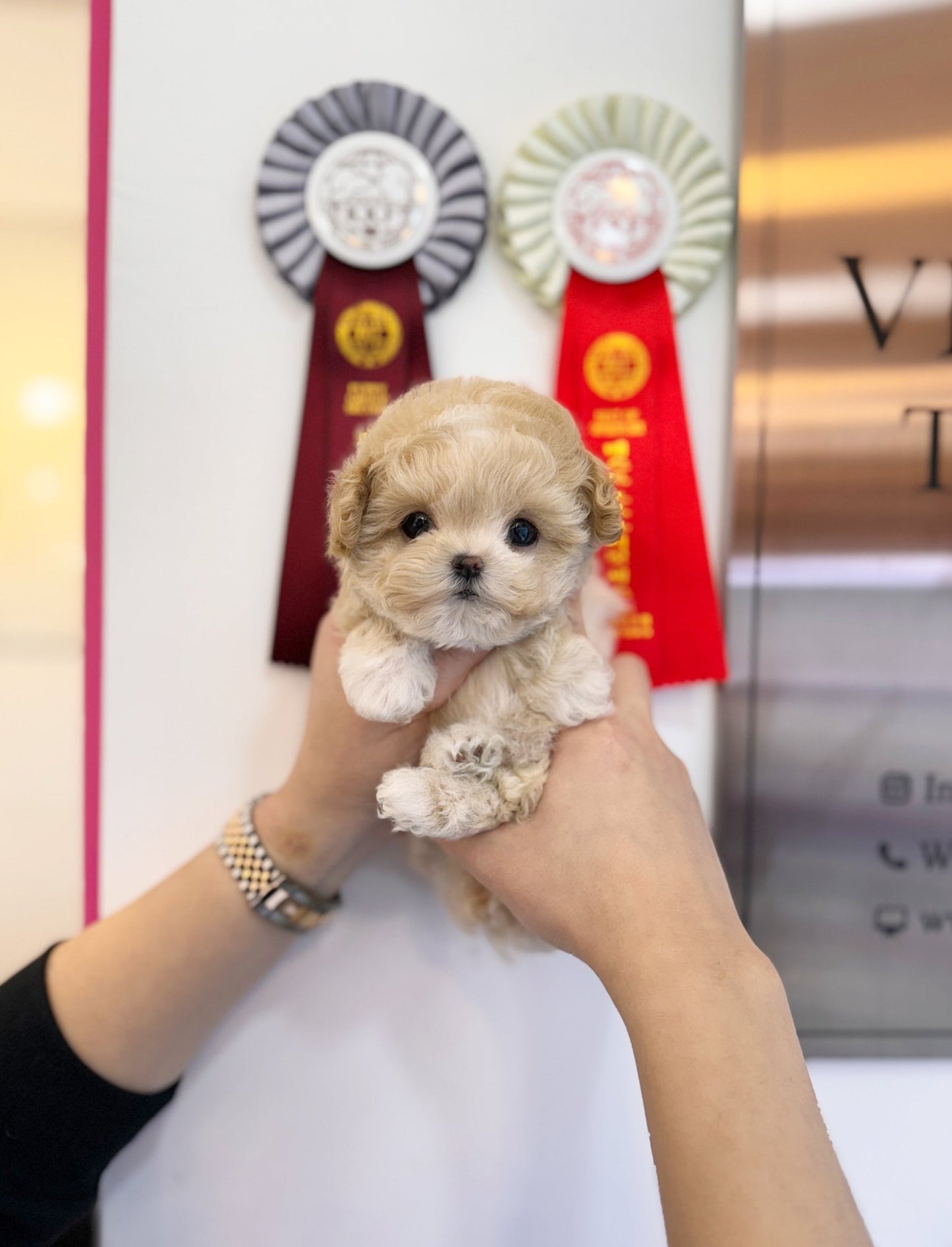 Maltipoo - Marong(Female) - Beautiful puppy teacup puppy with adorable features available for adoption from Velydog