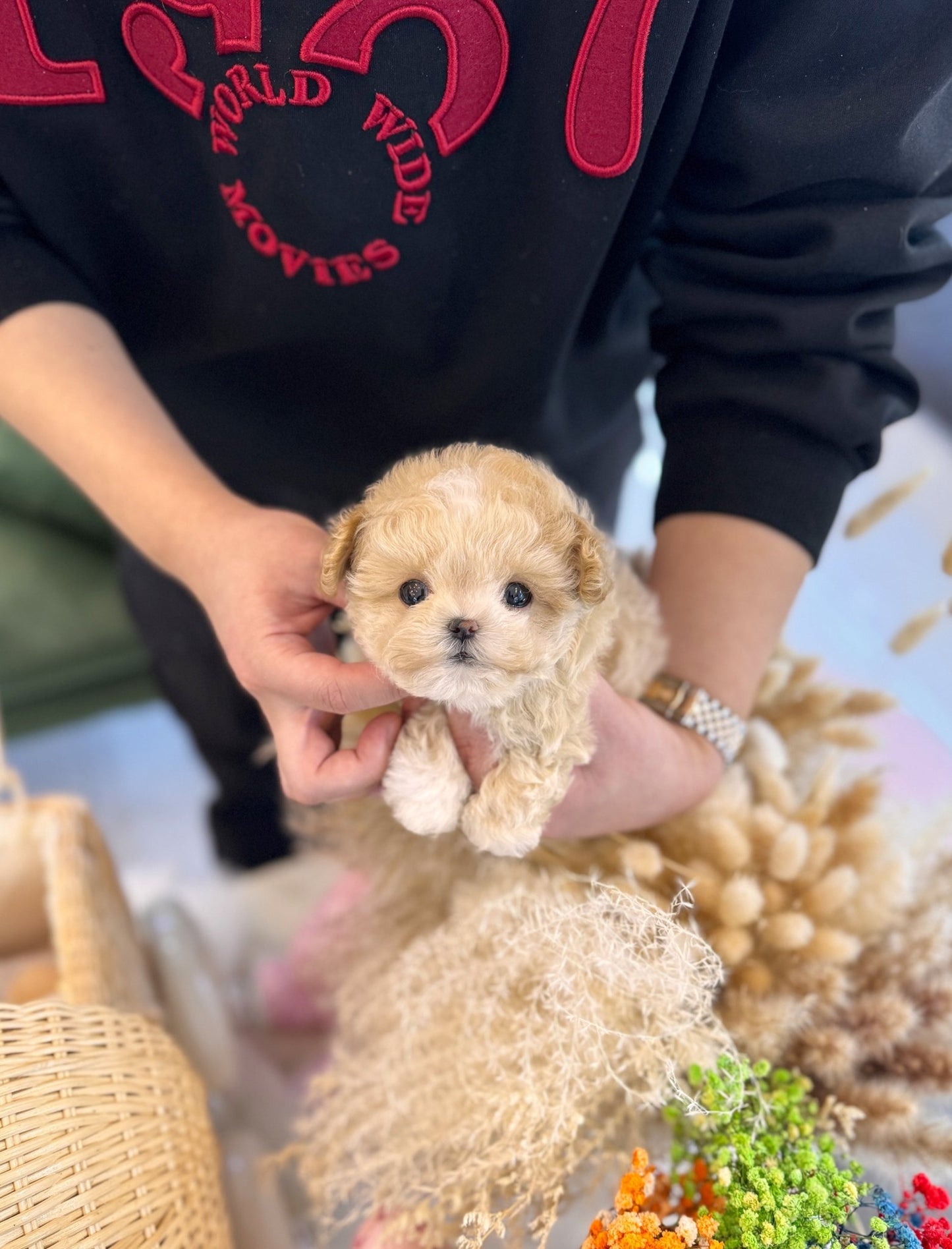 Maltipoo - Marong(Female) - Beautiful puppy teacup puppy with adorable features available for adoption from Velydog