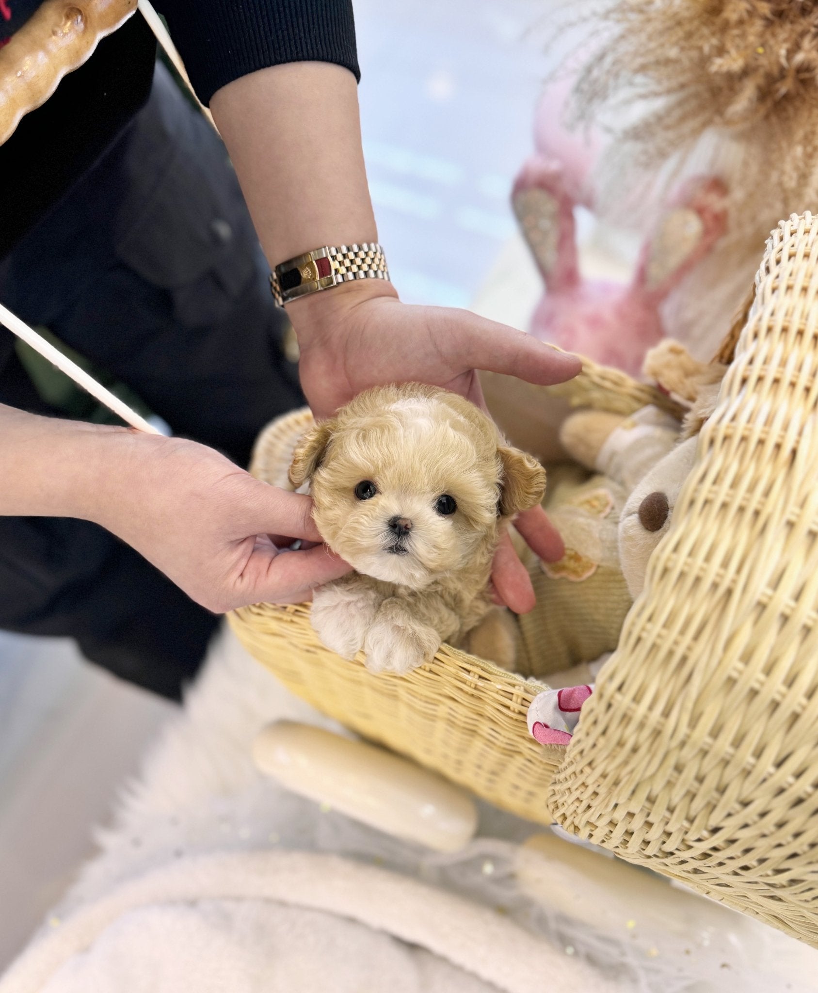 Maltipoo - Marong(Female) - Beautiful puppy teacup puppy with adorable features available for adoption from Velydog