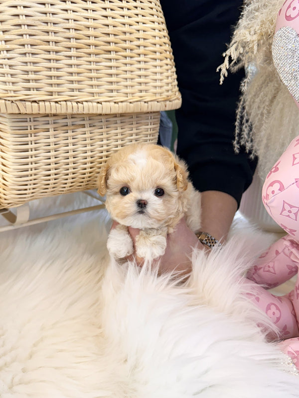 Maltipoo - Marong(Female) - Beautiful puppy teacup puppy with adorable features available for adoption from Velydog