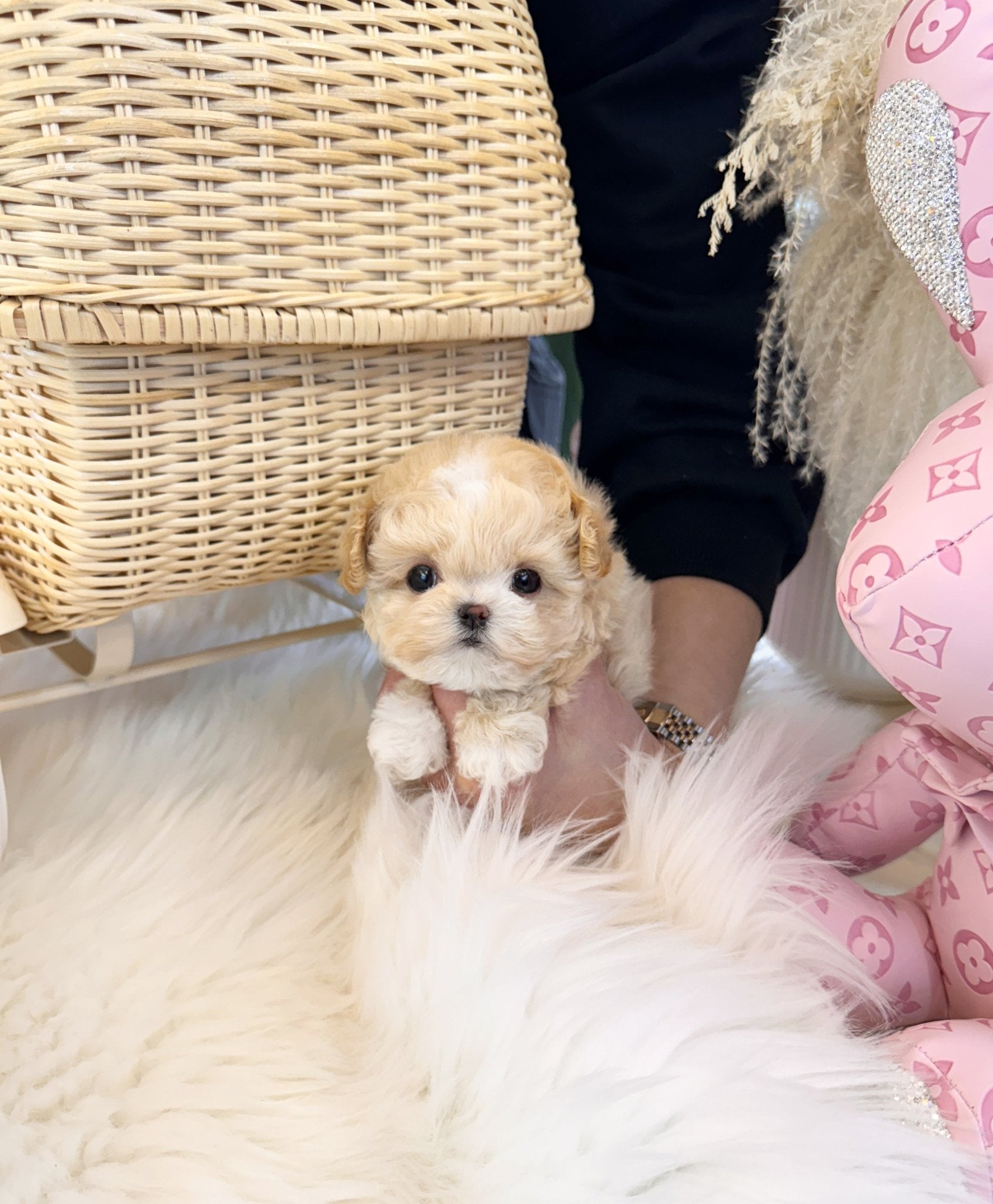 Maltipoo - Marong(Female) - Beautiful puppy teacup puppy with adorable features available for adoption from Velydog