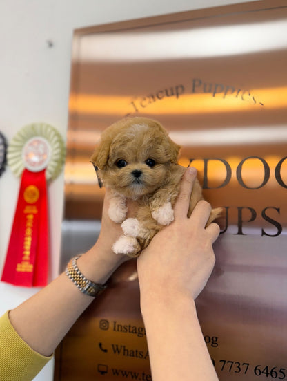 Maltipoo - Mary(Female) - Beautiful puppy teacup puppy with adorable features available for adoption from Velydog