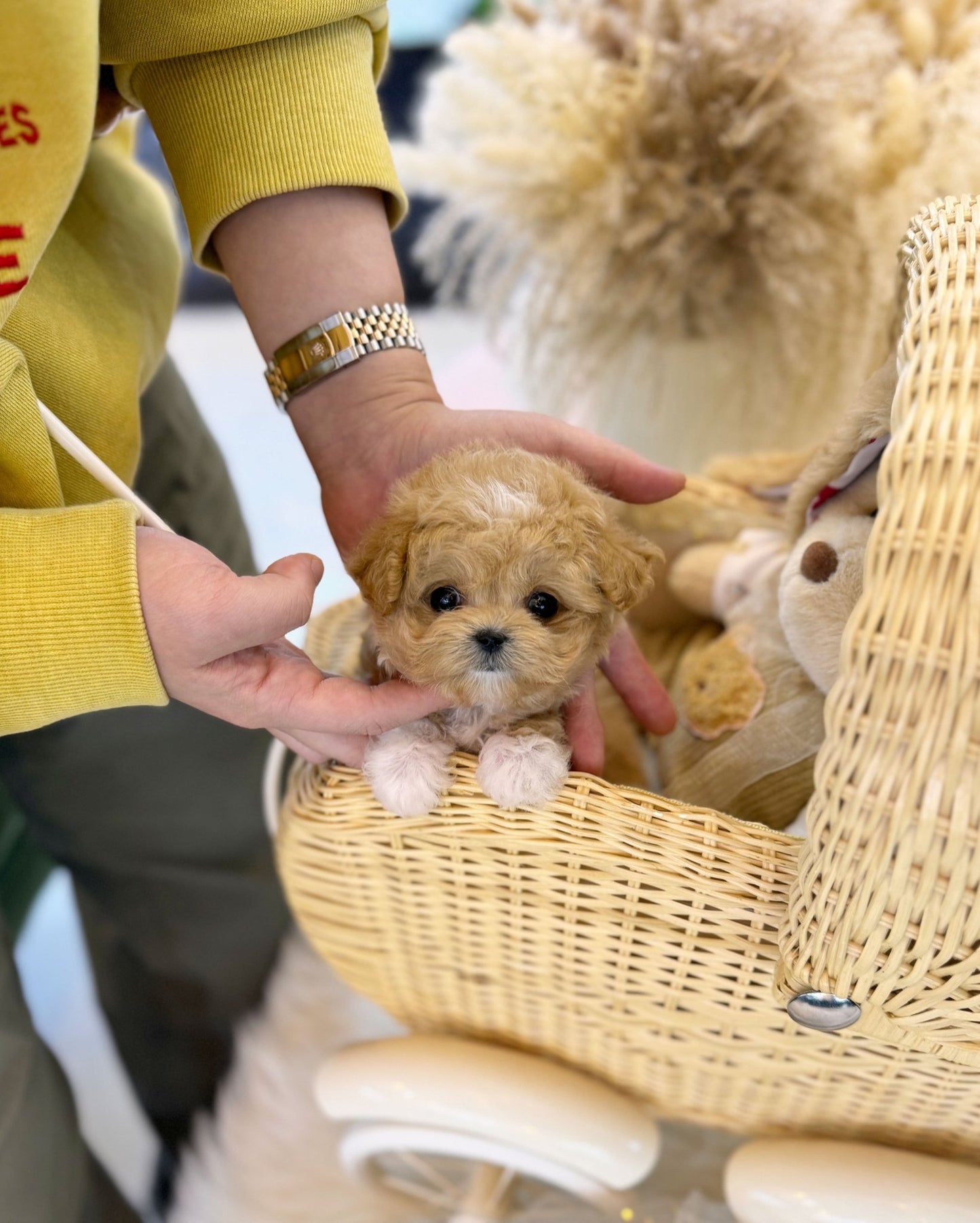 Maltipoo - Mary(Female) - Beautiful puppy teacup puppy with adorable features available for adoption from Velydog