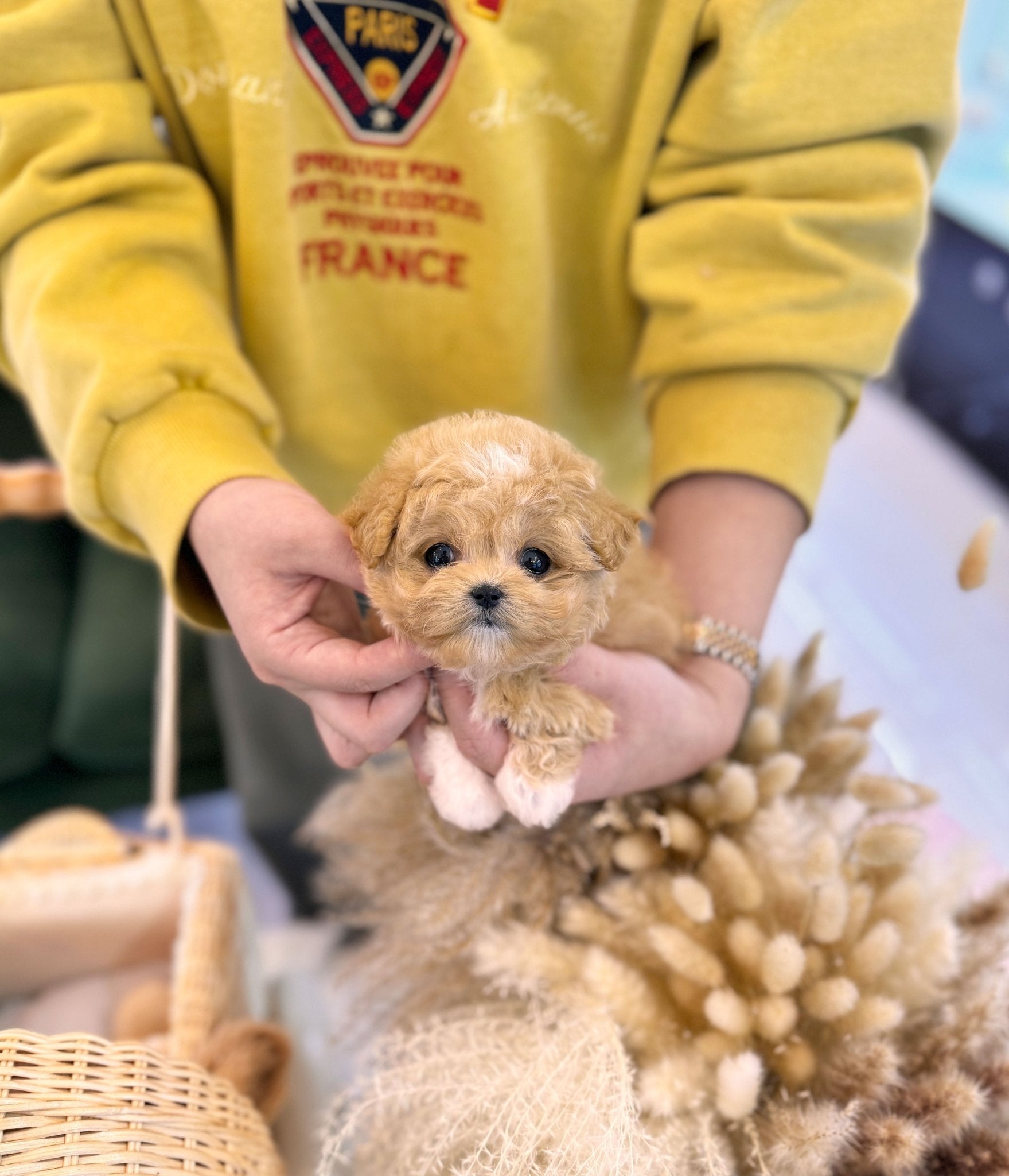 Maltipoo - Mary(Female) - Beautiful puppy teacup puppy with adorable features available for adoption from Velydog