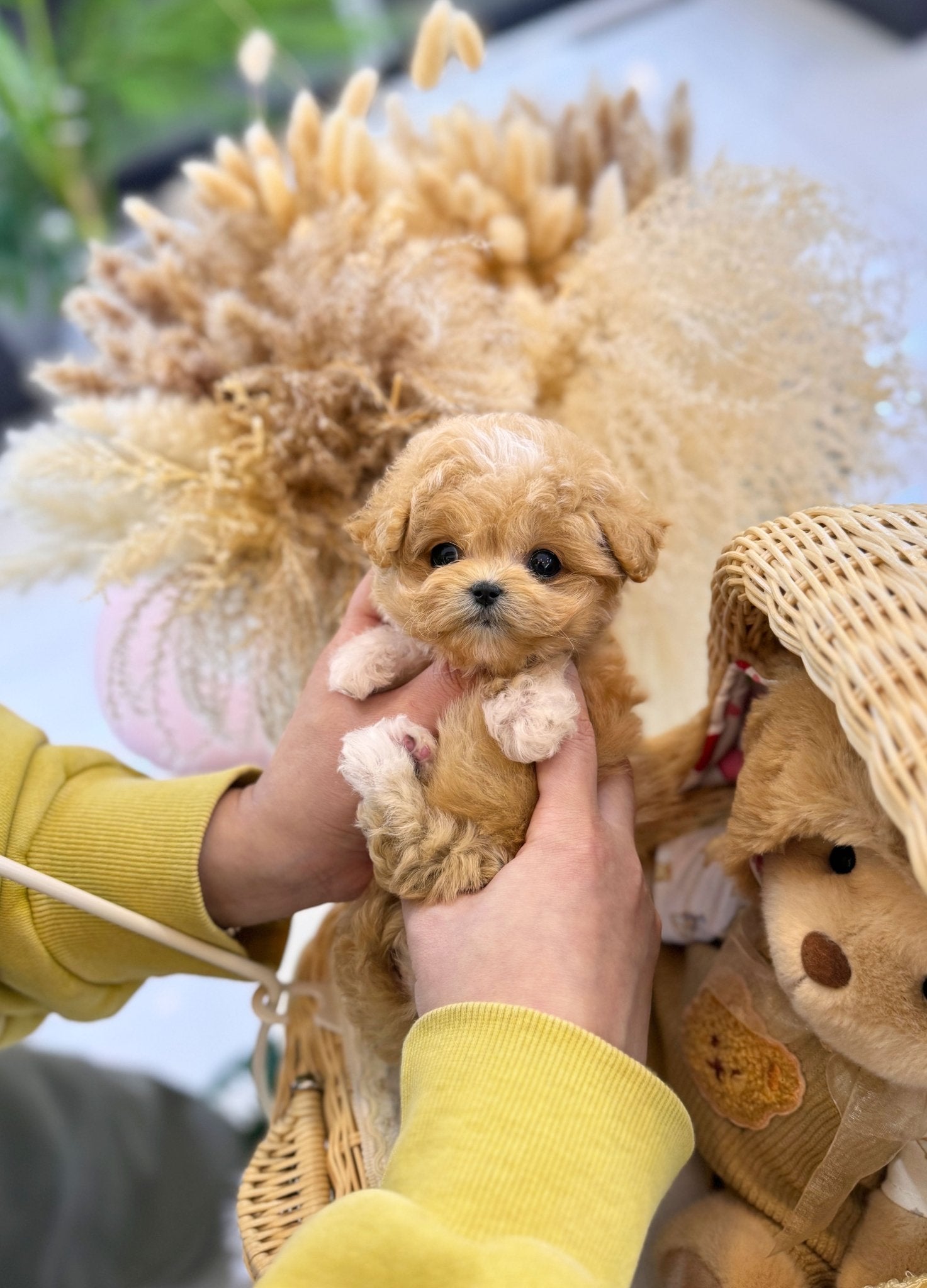 Maltipoo - Mary(Female) - Beautiful puppy teacup puppy with adorable features available for adoption from Velydog