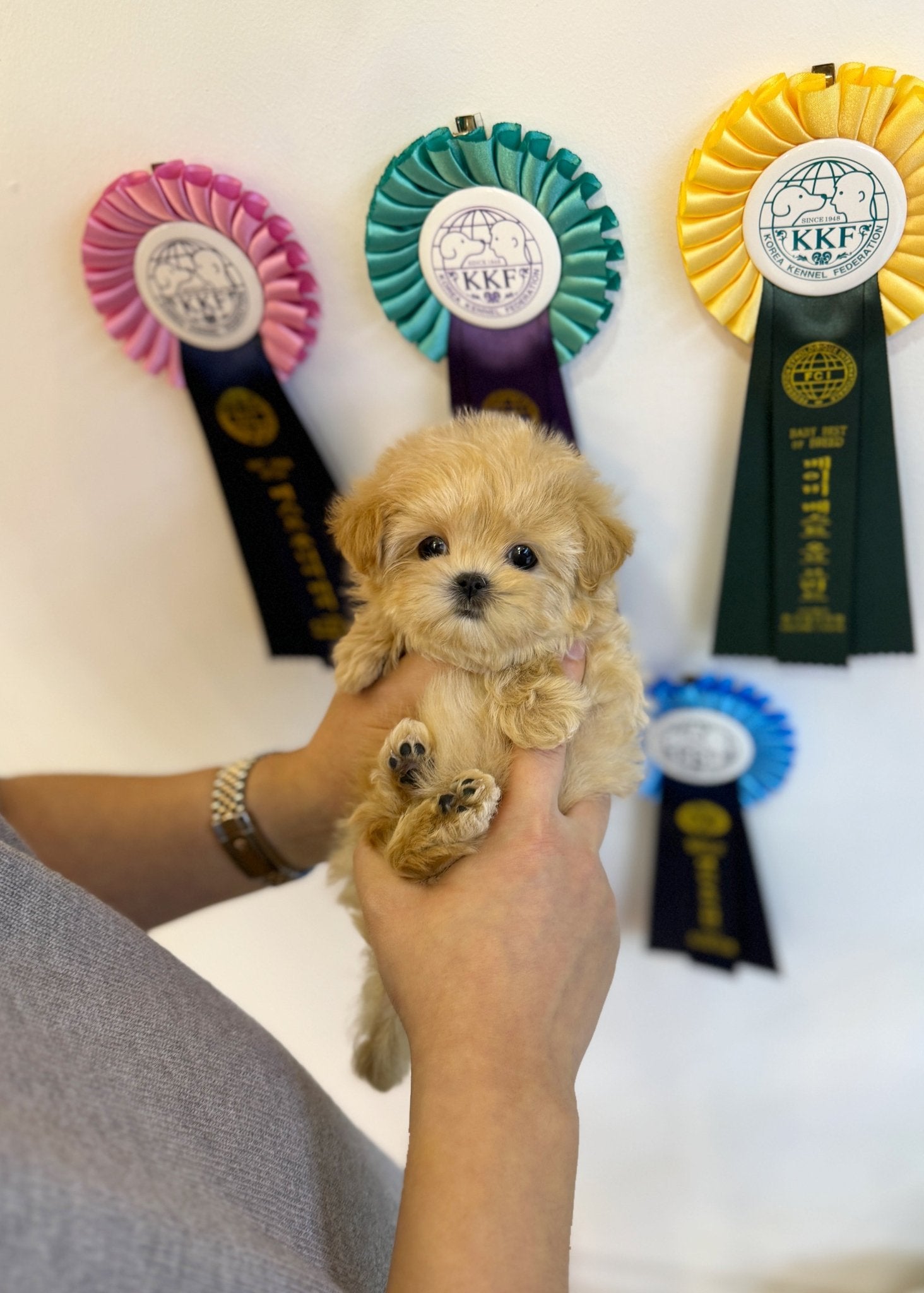 Maltipoo - May(Female) - Beautiful puppy teacup puppy with adorable features available for adoption from Velydog