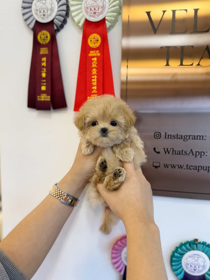 Maltipoo - May(Female) - Beautiful puppy teacup puppy with adorable features available for adoption from Velydog