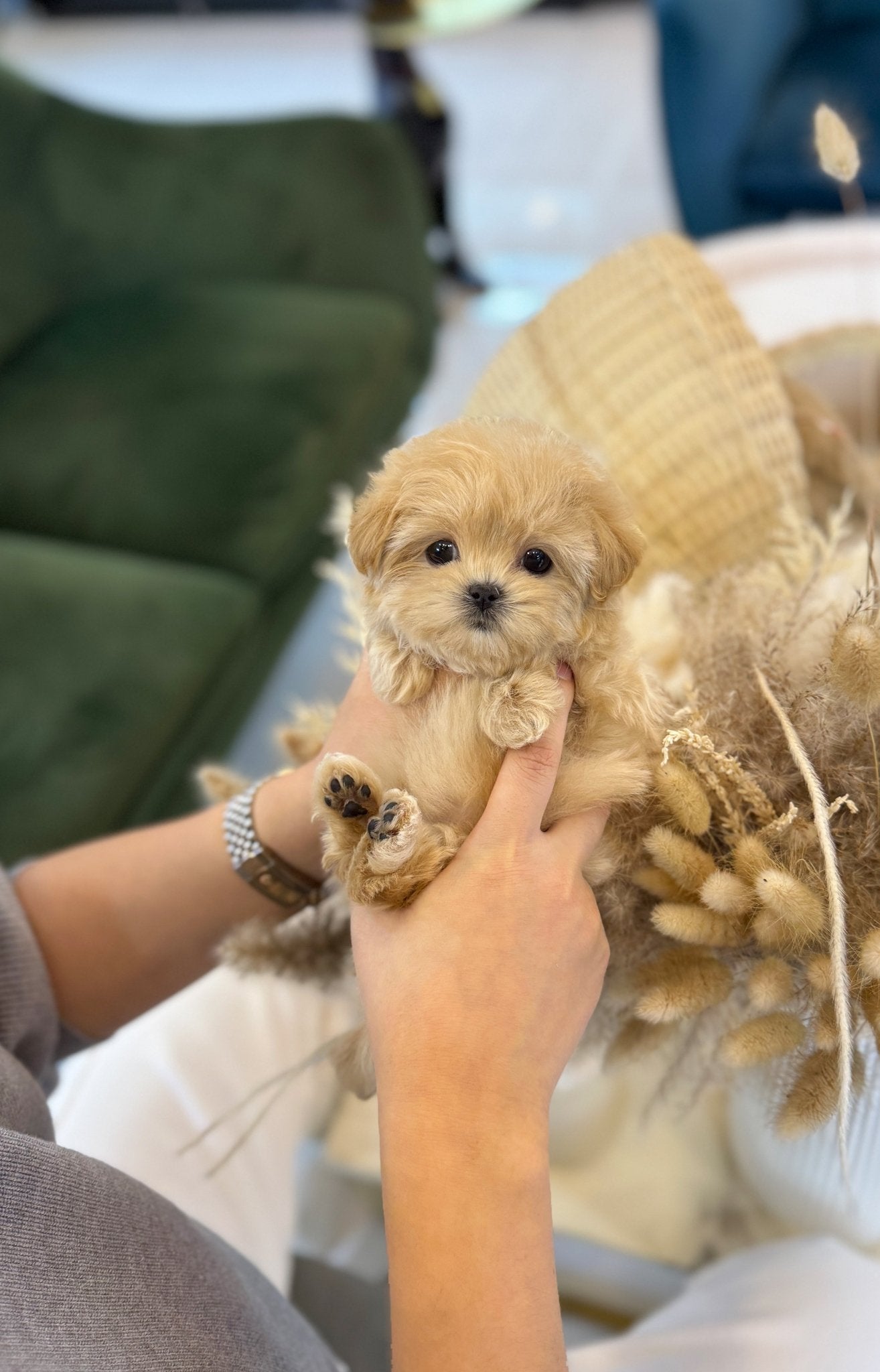 Maltipoo - May(Female) - Beautiful puppy teacup puppy with adorable features available for adoption from Velydog