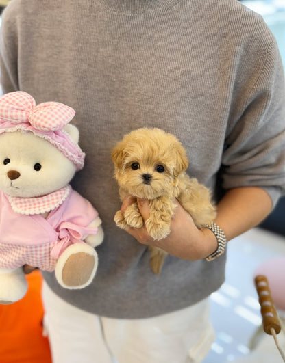 Maltipoo - May(Female) - Beautiful puppy teacup puppy with adorable features available for adoption from Velydog