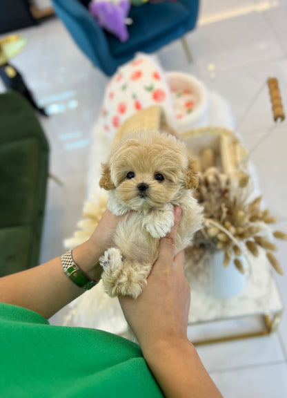 Maltipoo - Mayo(Female) - Beautiful puppy teacup puppy with adorable features available for adoption from Velydog