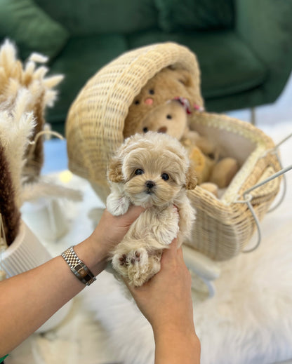 Maltipoo - Mayo(Female) - Beautiful puppy teacup puppy with adorable features available for adoption from Velydog