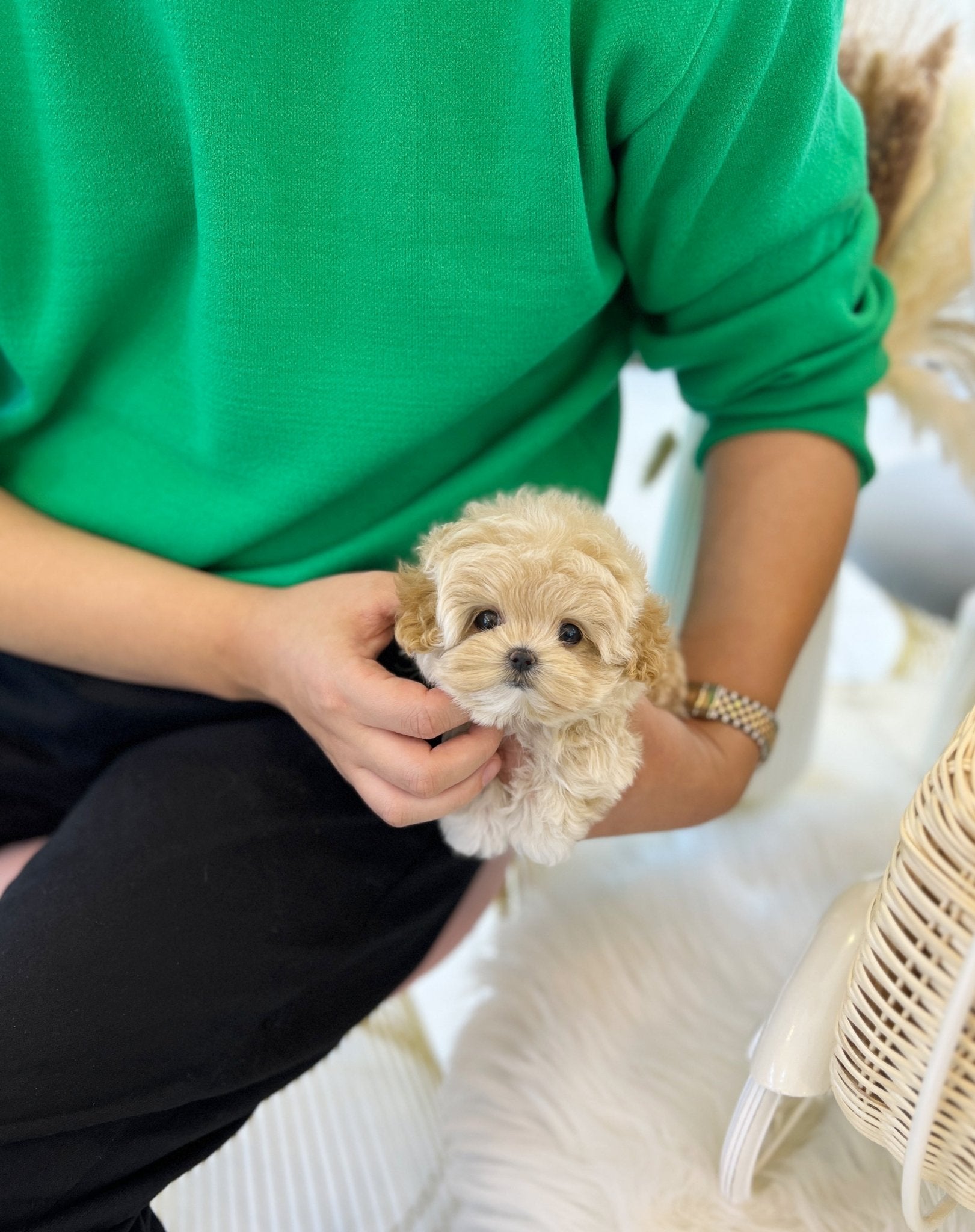 Maltipoo - Mayo(Female) - Beautiful puppy teacup puppy with adorable features available for adoption from Velydog