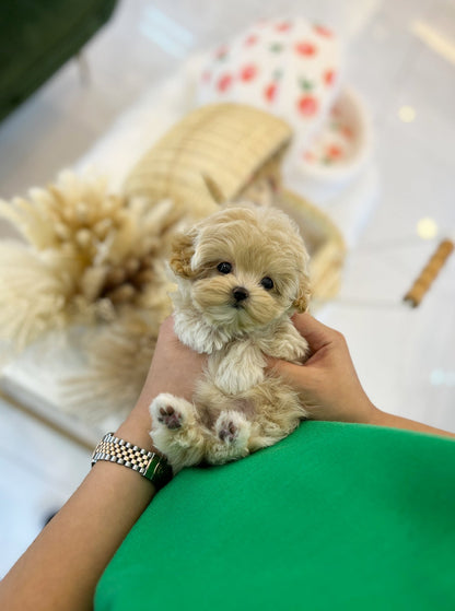 Maltipoo - Mayo(Female) - Beautiful puppy teacup puppy with adorable features available for adoption from Velydog