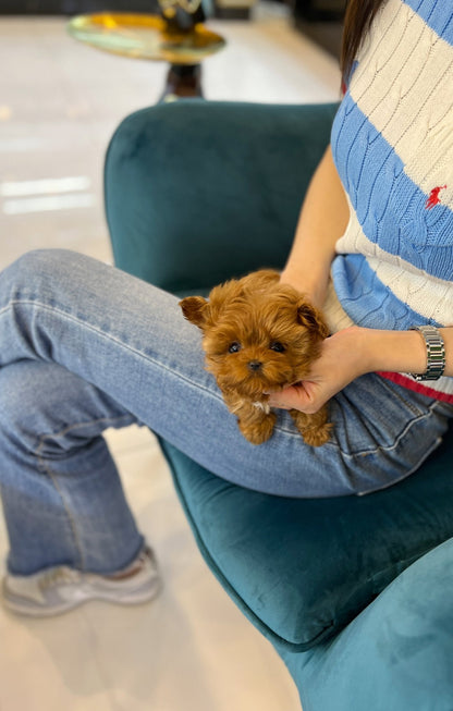 Maltipoo - Megan(Female) - Beautiful puppy teacup puppy with adorable features available for adoption from Velydog