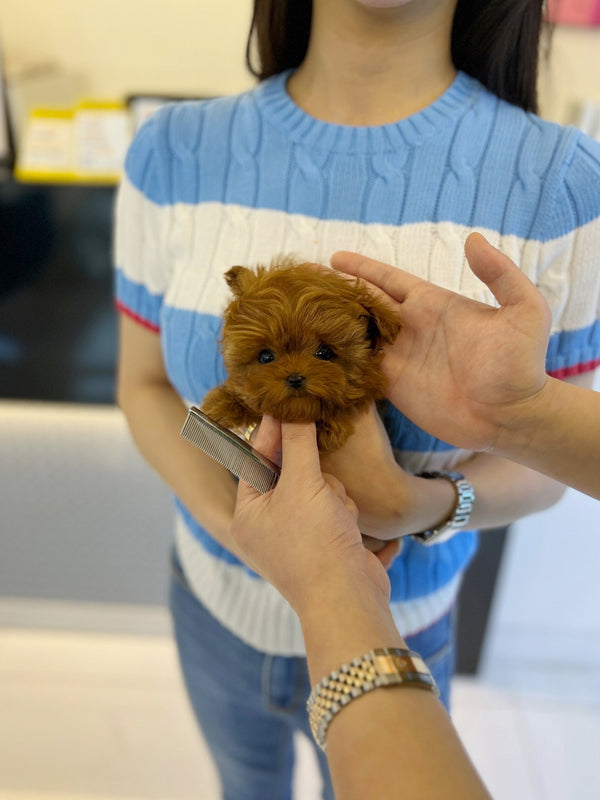 Maltipoo - Megan(Female) - Beautiful puppy teacup puppy with adorable features available for adoption from Velydog