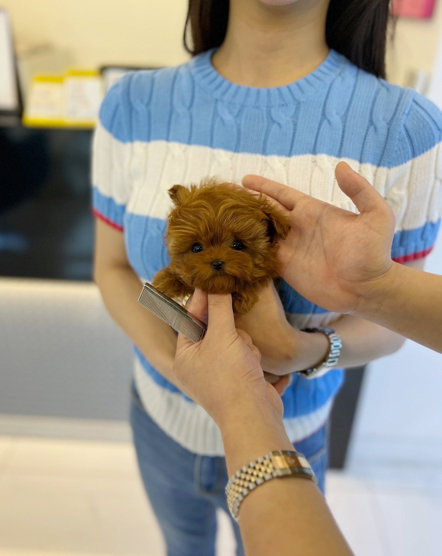 Maltipoo - Megan(Female) - Beautiful puppy teacup puppy with adorable features available for adoption from Velydog