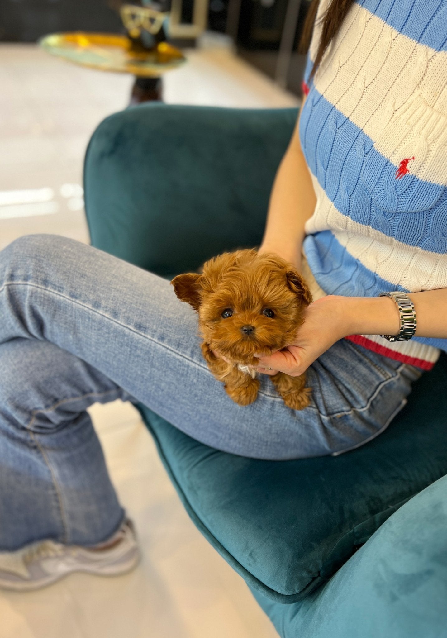 Maltipoo - Megan(Female) - Beautiful puppy teacup puppy with adorable features available for adoption from Velydog