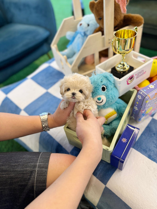 Maltipoo - Merry(Female) - Beautiful puppy teacup puppy with adorable features available for adoption from Velydog