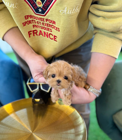 Maltipoo - Milano(Female) - Beautiful puppy teacup puppy with adorable features available for adoption from Velydog