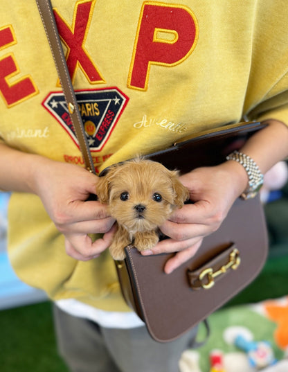 Maltipoo - Milano(Female) - Beautiful puppy teacup puppy with adorable features available for adoption from Velydog