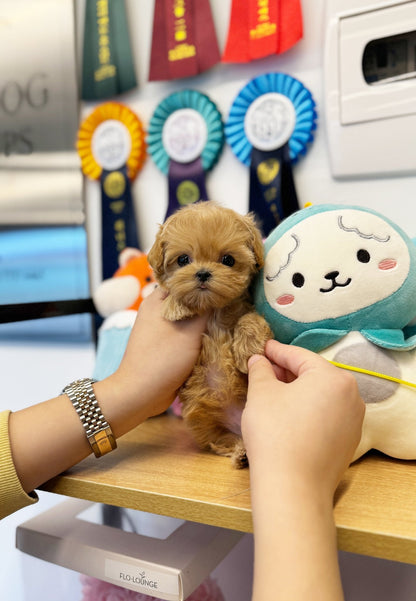 Maltipoo - Milano(Female) - Beautiful puppy teacup puppy with adorable features available for adoption from Velydog