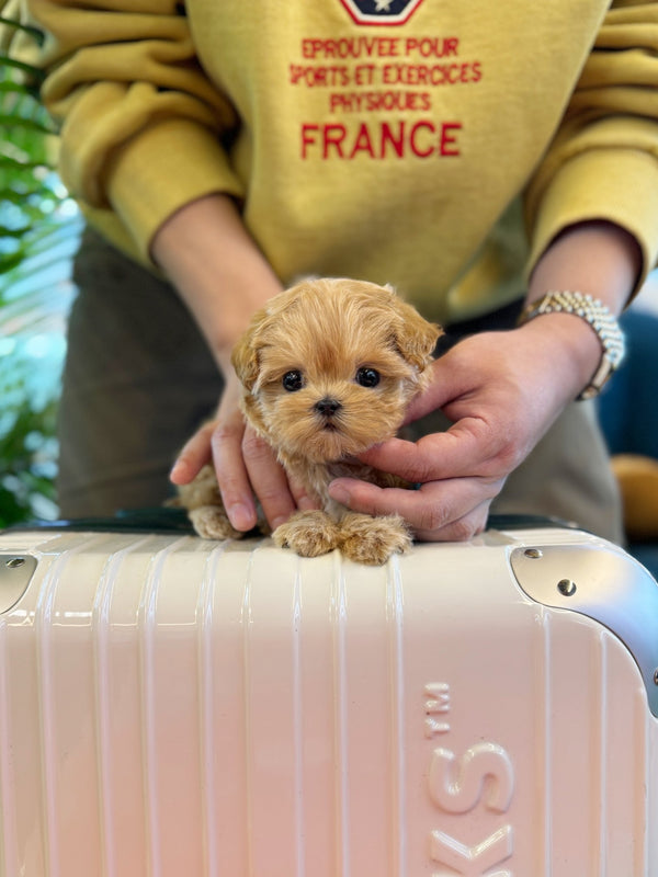 Maltipoo - Milano(Female) - Beautiful puppy teacup puppy with adorable features available for adoption from Velydog