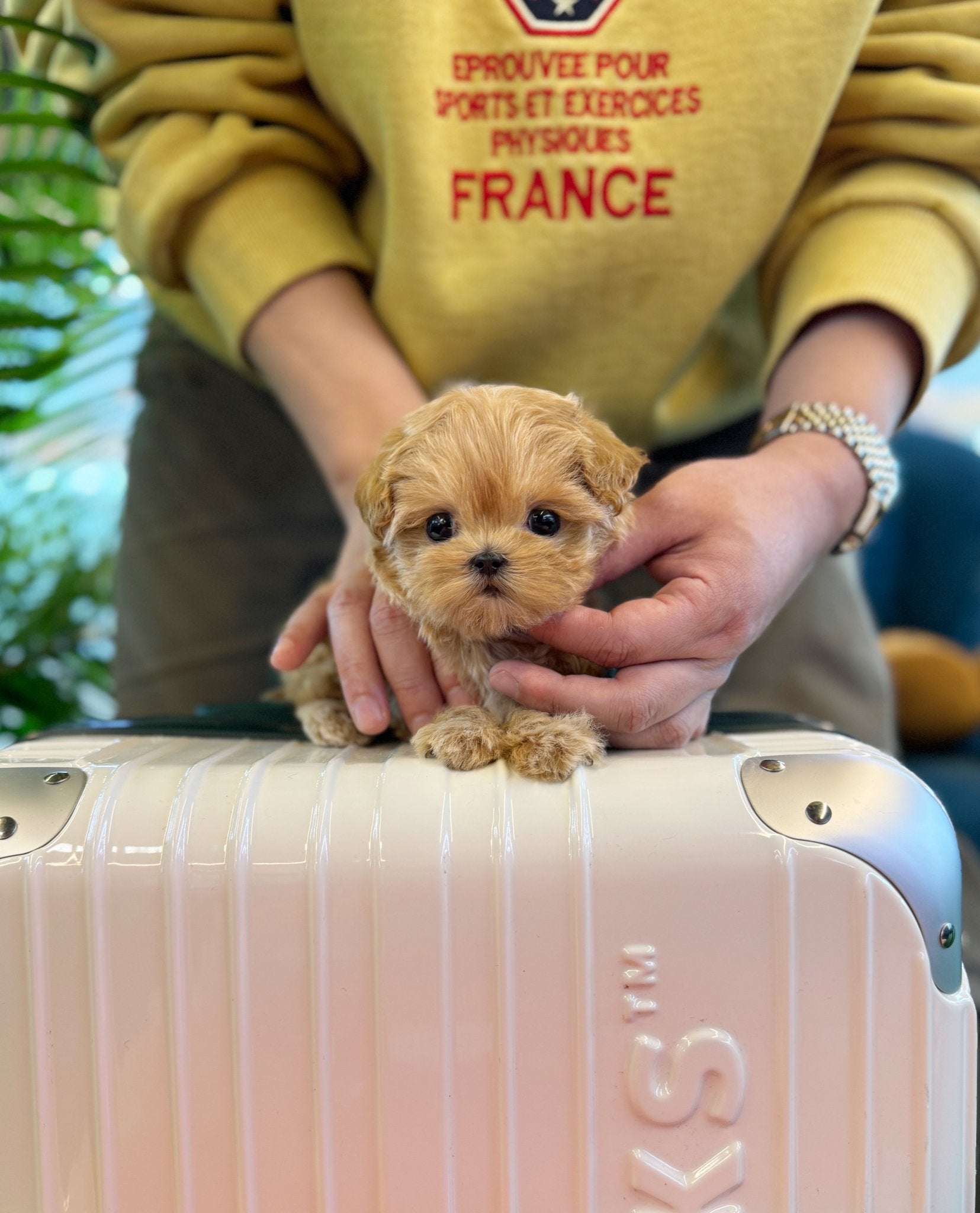 Maltipoo - Milano(Female) - Beautiful puppy teacup puppy with adorable features available for adoption from Velydog