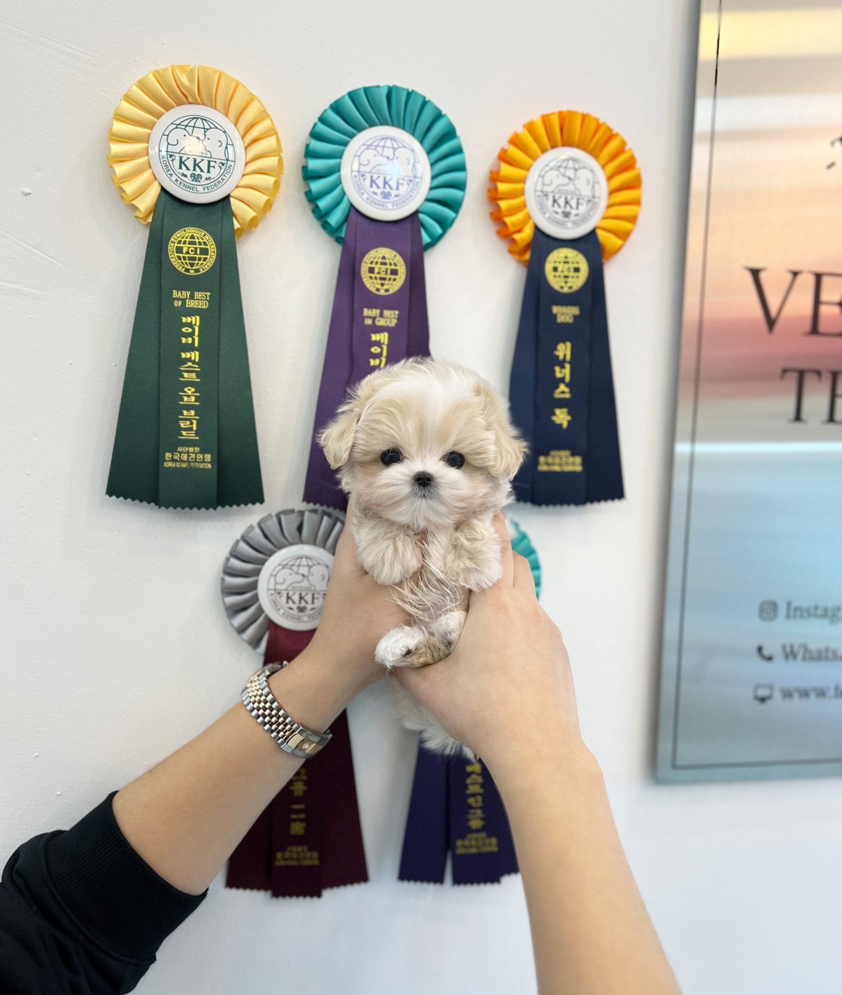 Maltipoo - Milk(Male) - Beautiful puppy teacup puppy with adorable features available for adoption from Velydog