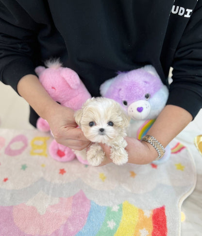 Maltipoo - Milk(Male) - Beautiful puppy teacup puppy with adorable features available for adoption from Velydog