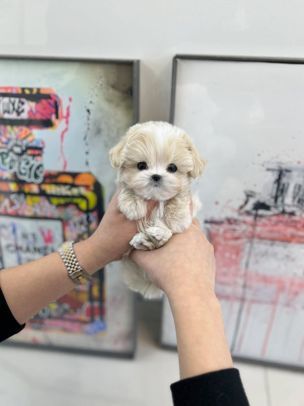 Maltipoo - Milk(Male) - Beautiful puppy teacup puppy with adorable features available for adoption from Velydog