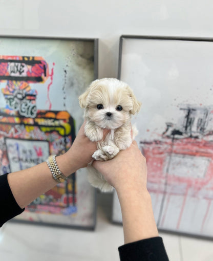 Maltipoo - Milk(Male) - Beautiful puppy teacup puppy with adorable features available for adoption from Velydog