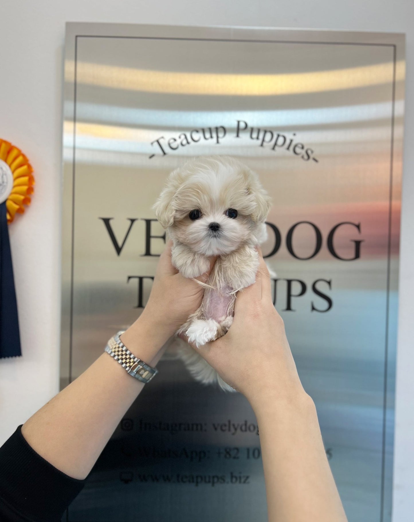 Maltipoo - Milk(Male) - Beautiful puppy teacup puppy with adorable features available for adoption from Velydog