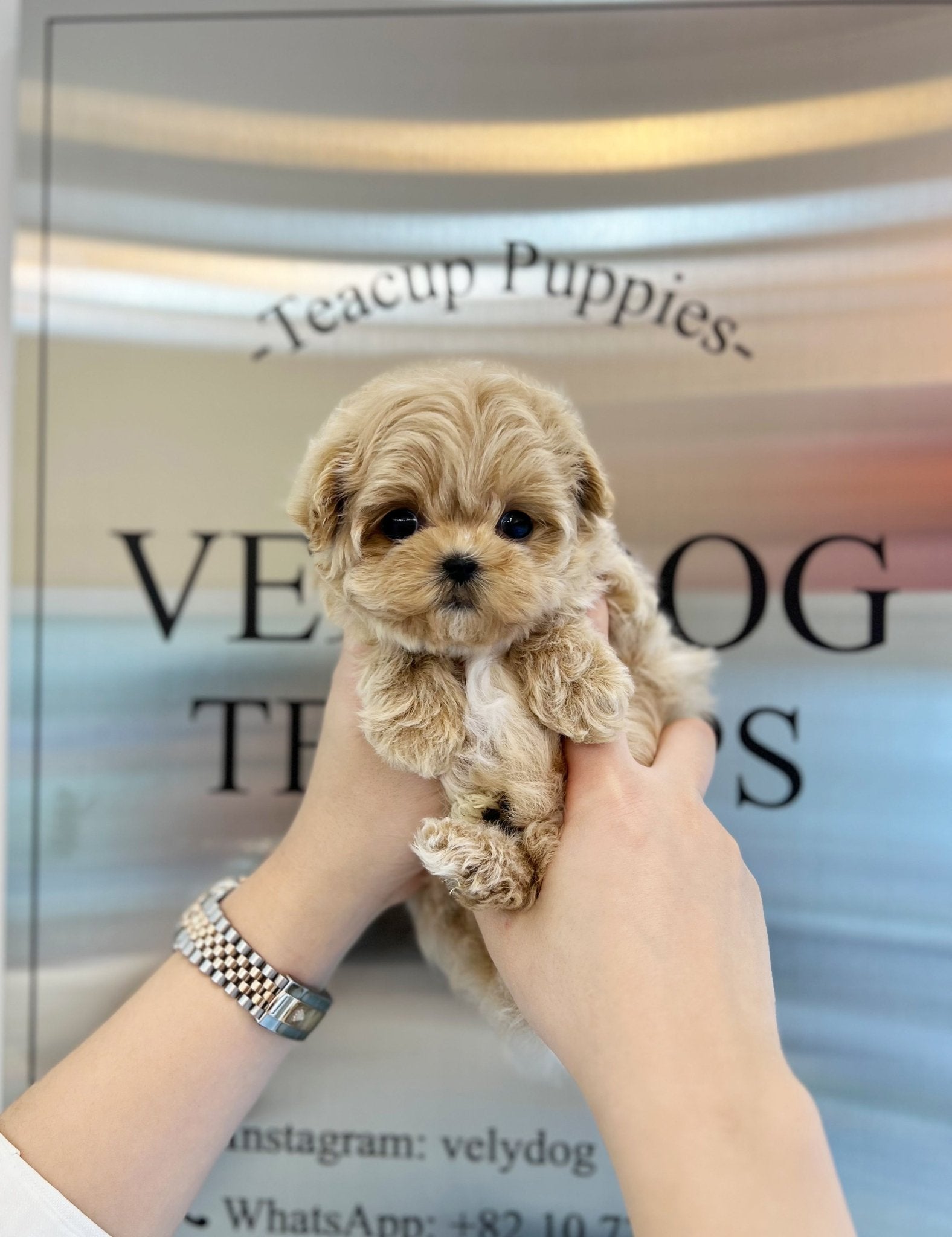 Maltipoo - Millie(Female) - Beautiful puppy teacup puppy with adorable features available for adoption from Velydog