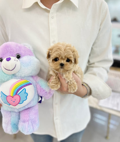 Maltipoo - Millie(Female) - Beautiful puppy teacup puppy with adorable features available for adoption from Velydog