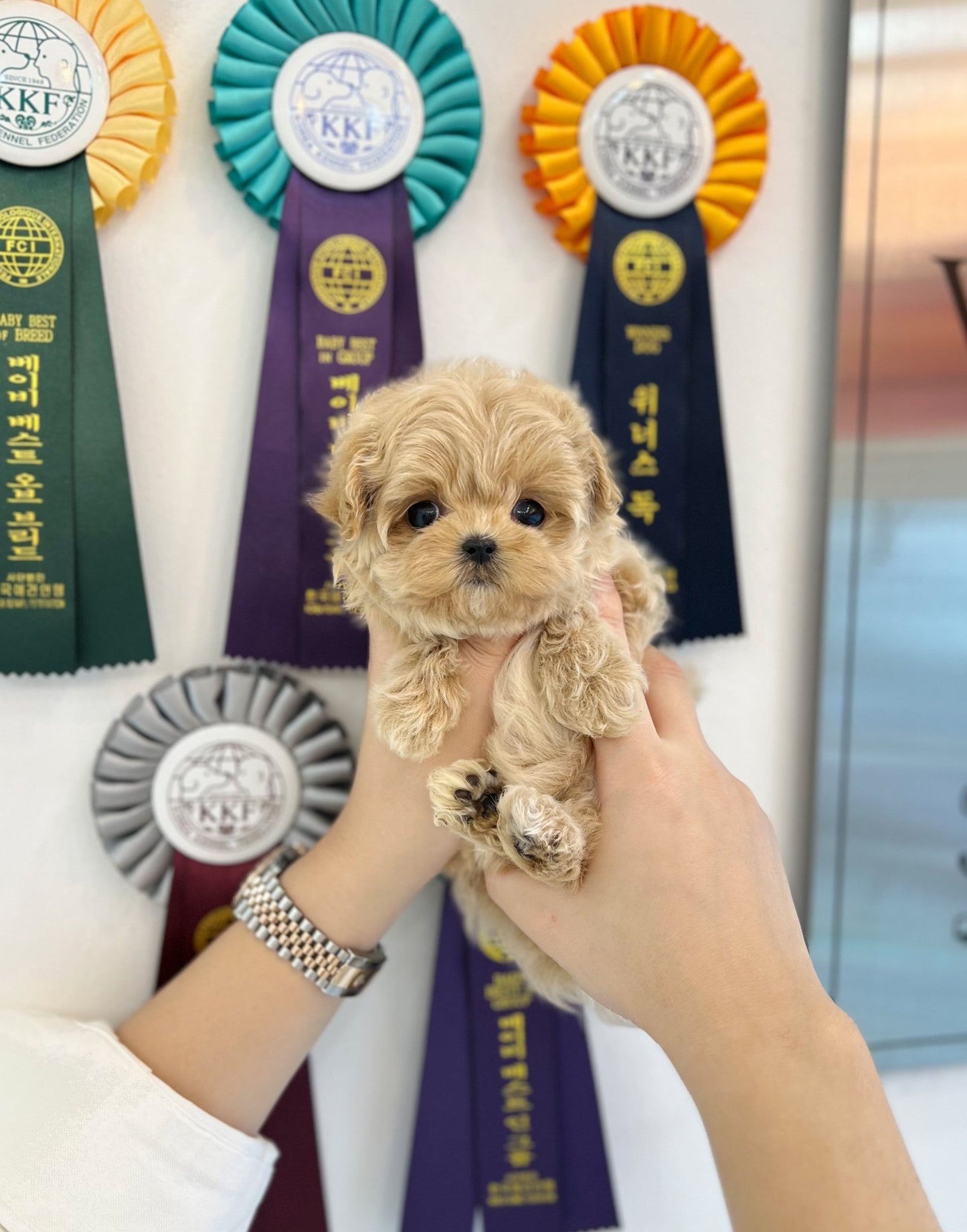 Maltipoo - Millie(Female) - Beautiful puppy teacup puppy with adorable features available for adoption from Velydog