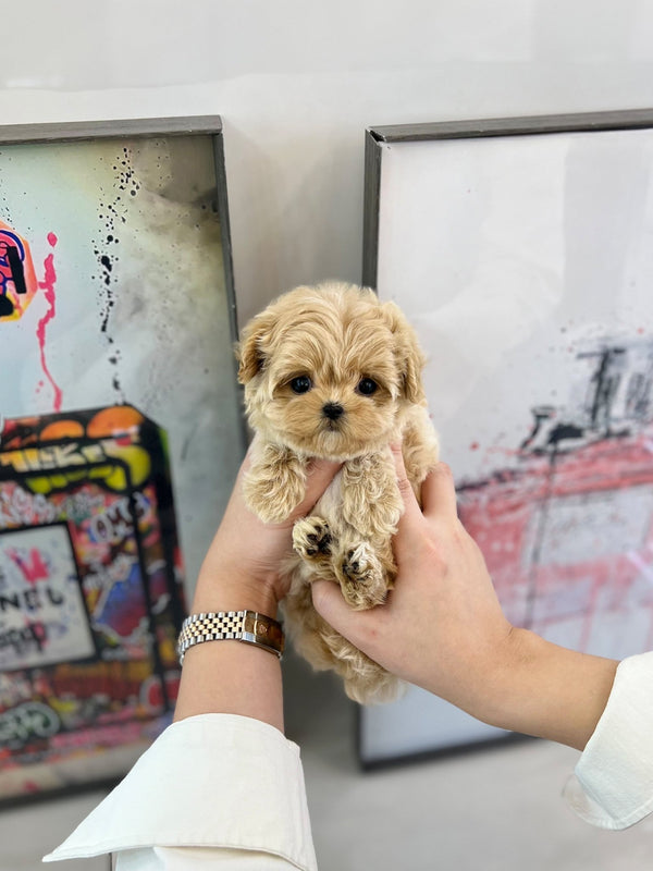 Maltipoo - Millie(Female) - Beautiful puppy teacup puppy with adorable features available for adoption from Velydog
