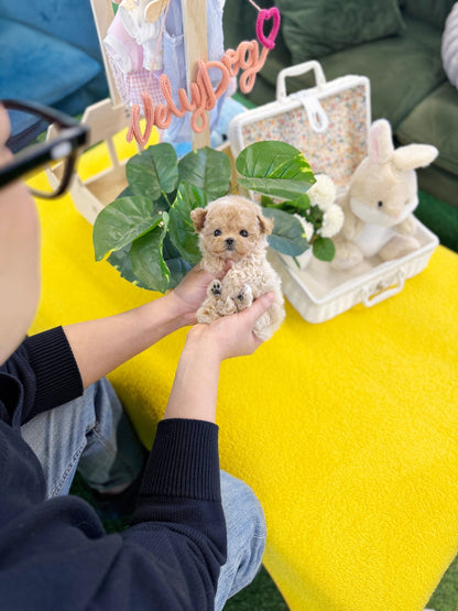 Maltipoo - Millie(Male) - Beautiful puppy teacup puppy with adorable features available for adoption from Velydog