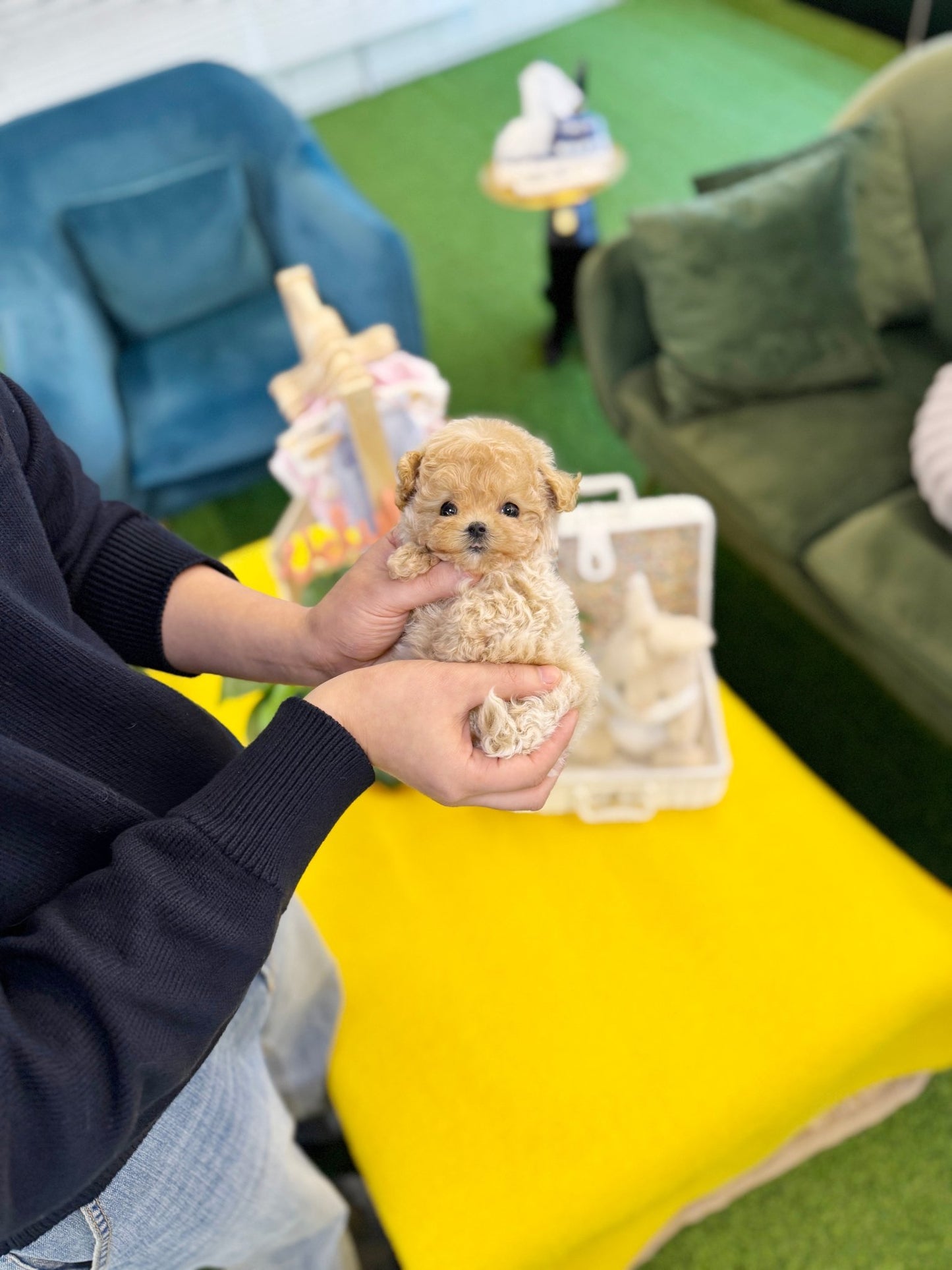 Maltipoo - Millie(Male) - Beautiful puppy teacup puppy with adorable features available for adoption from Velydog