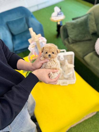 Maltipoo - Millie(Male) - Beautiful puppy teacup puppy with adorable features available for adoption from Velydog