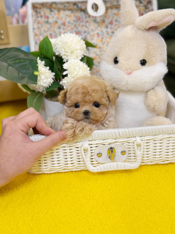 Maltipoo - Millie(Male) - Beautiful puppy teacup puppy with adorable features available for adoption from Velydog