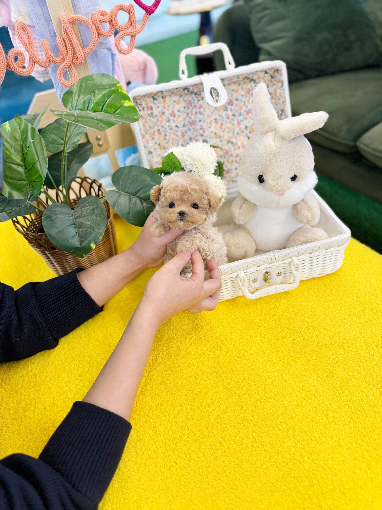 Maltipoo - Millie(Male) - Beautiful puppy teacup puppy with adorable features available for adoption from Velydog
