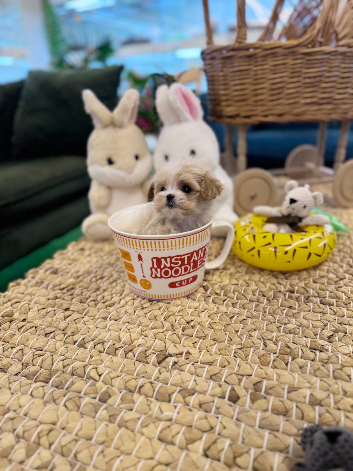 Maltipoo - Mimi(Female) - Beautiful puppy teacup puppy with adorable features available for adoption from Velydog