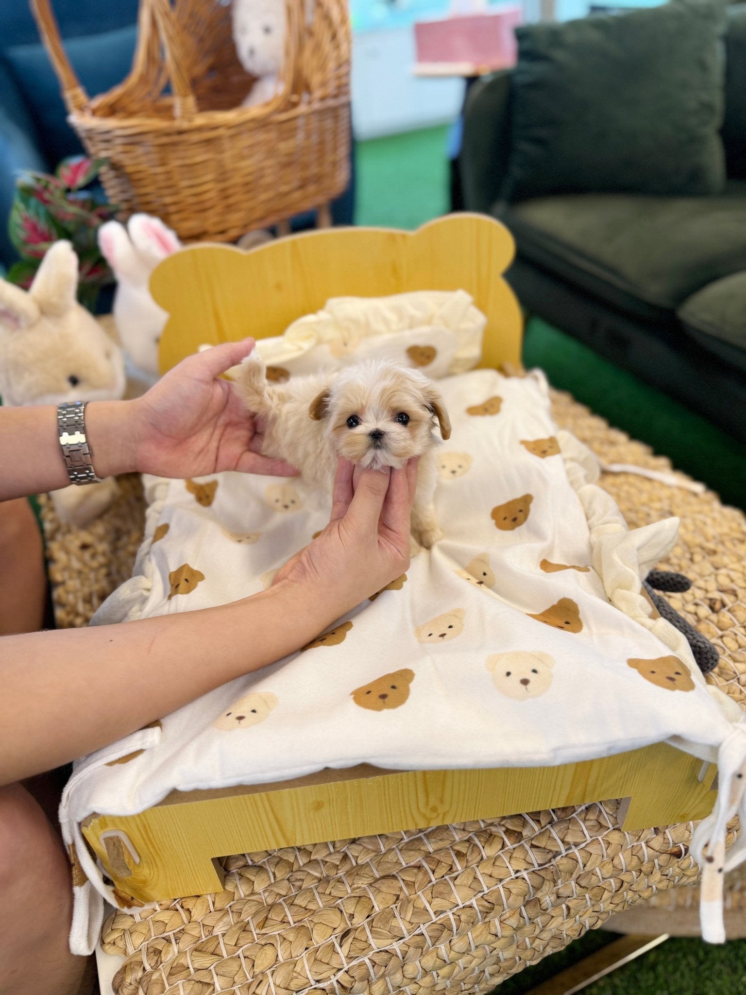Maltipoo - Mimi(Female) - Beautiful puppy teacup puppy with adorable features available for adoption from Velydog