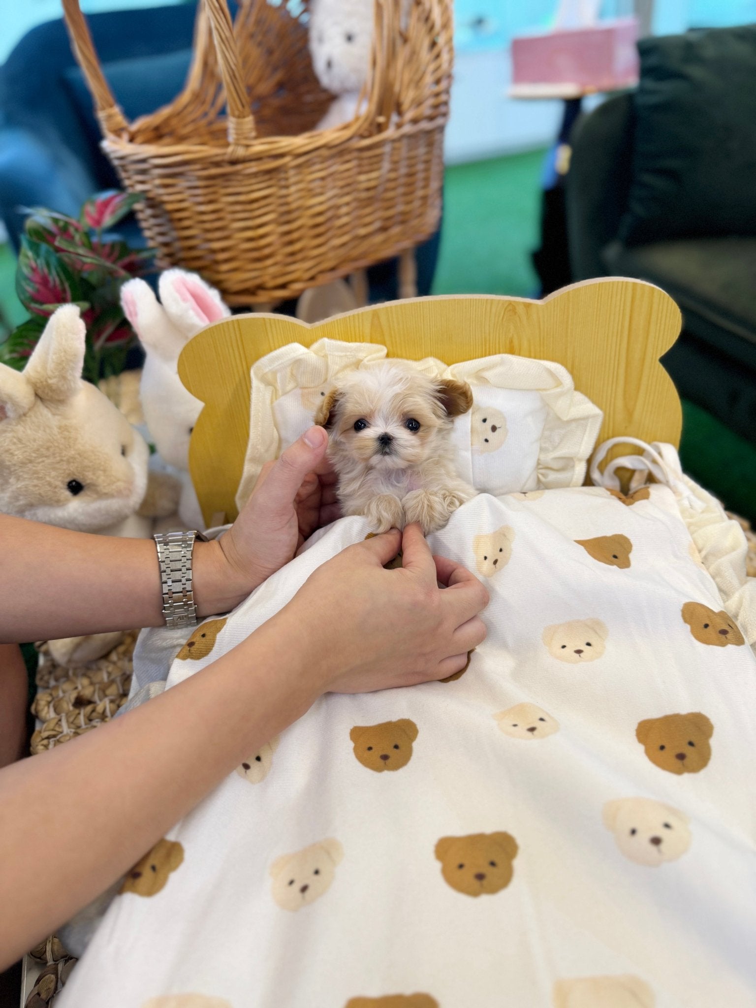 Maltipoo - Mimi(Female) - Beautiful puppy teacup puppy with adorable features available for adoption from Velydog